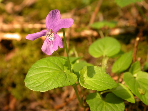 Violet marsh sales